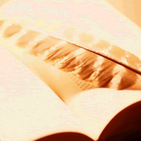 �H�y���ŒԂ����p��